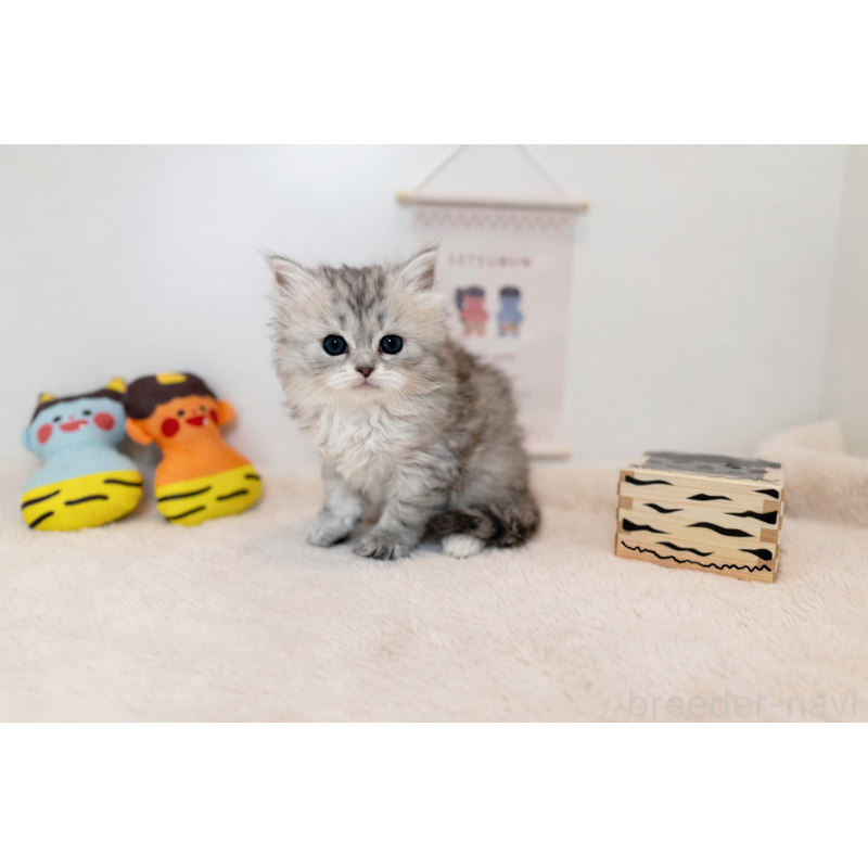 販売中の広島県のサイベリアン-136369の3枚目