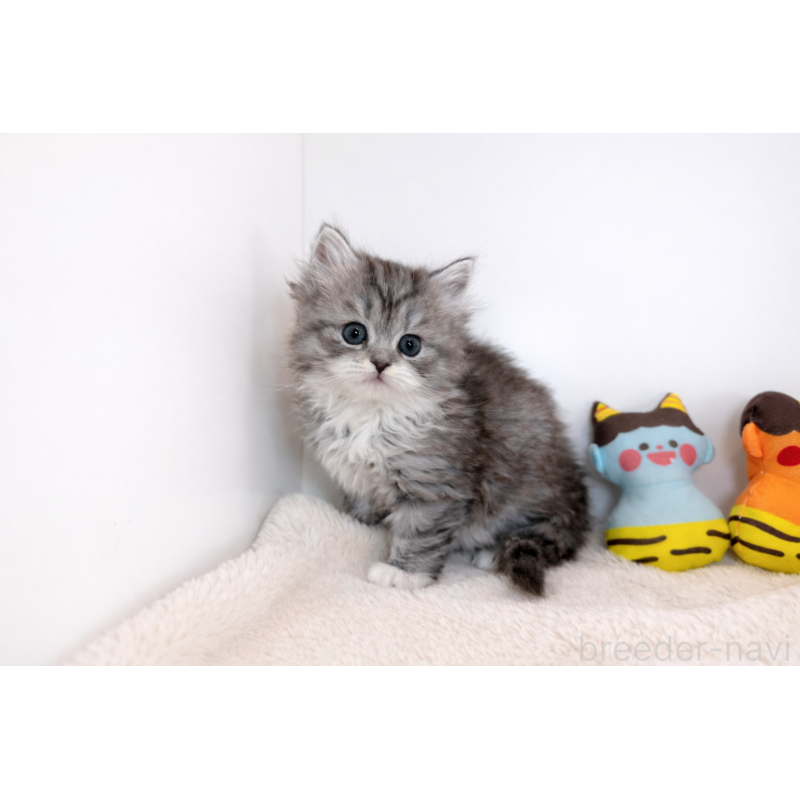 販売中の広島県のサイベリアン-136370の3枚目