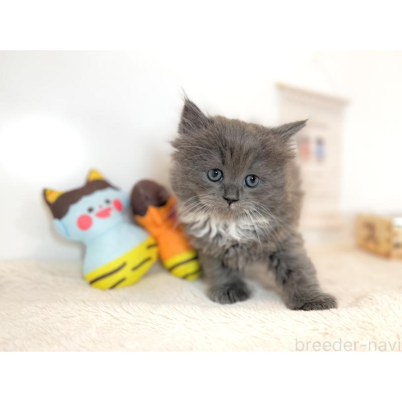 販売中の広島県のサイベリアン-136371の2枚目