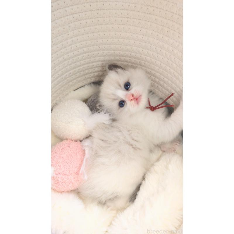 販売中の茨城県のラグドール-136279の5枚目