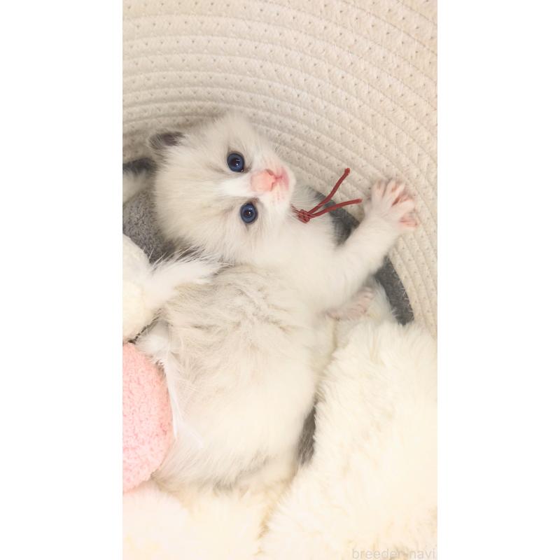 販売中の茨城県のラグドール-136279の4枚目