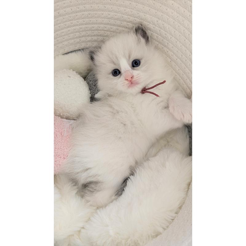 販売中の茨城県のラグドール-136279の3枚目