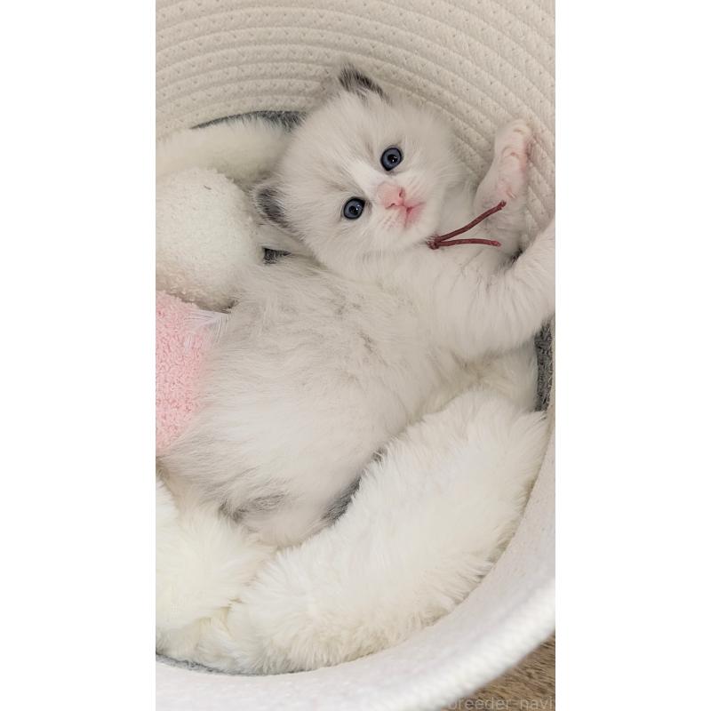 販売中の茨城県のラグドール-136279の2枚目