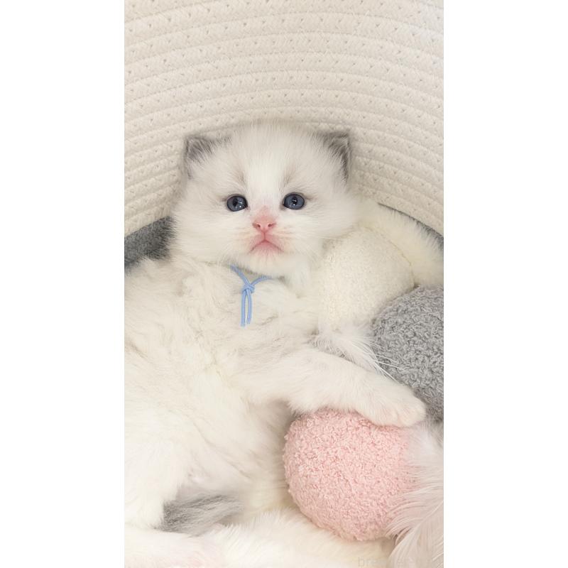 販売中の茨城県のラグドール-136280の7枚目