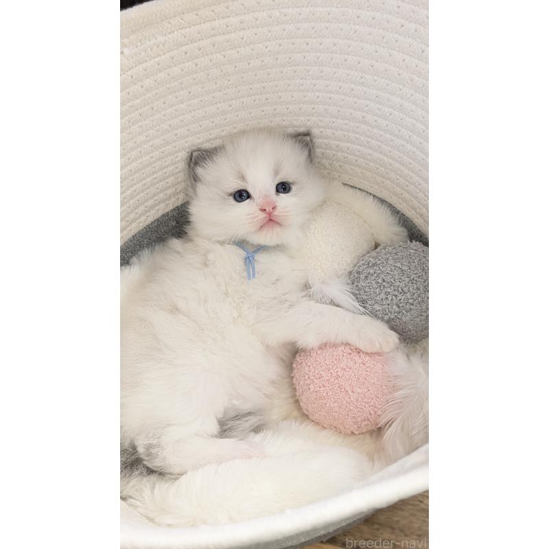 販売中の茨城県のラグドール-136280の6枚目