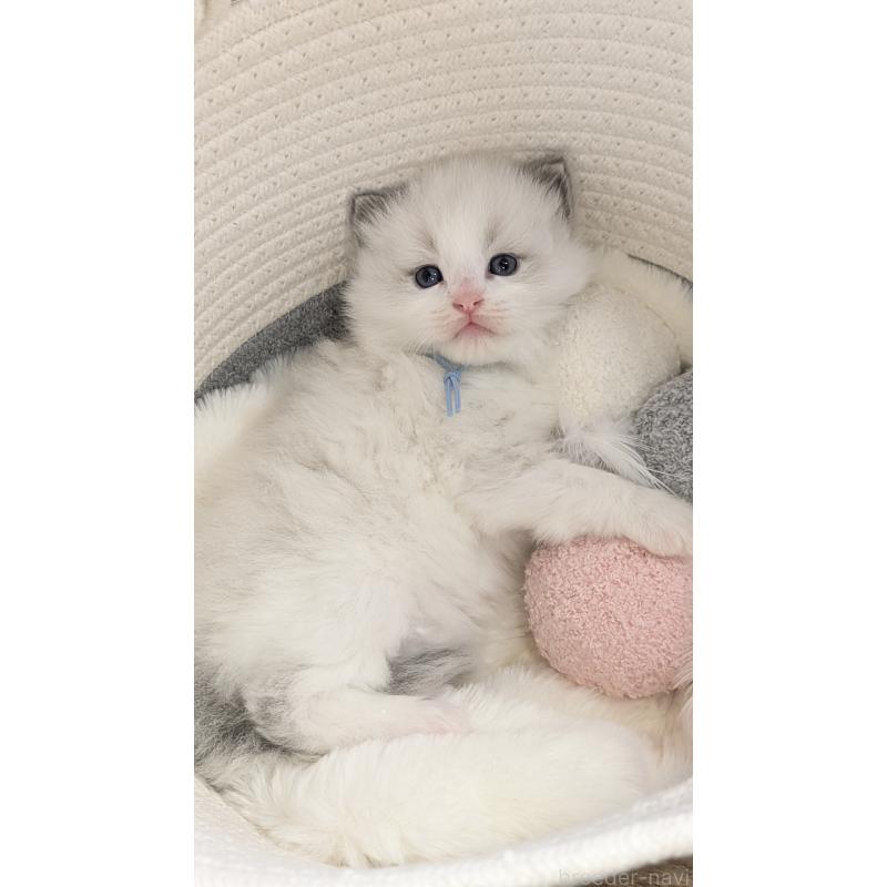 販売中の茨城県のラグドール-136280の5枚目