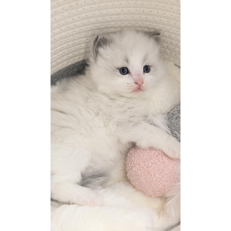 販売中の茨城県のラグドール-136280の4枚目