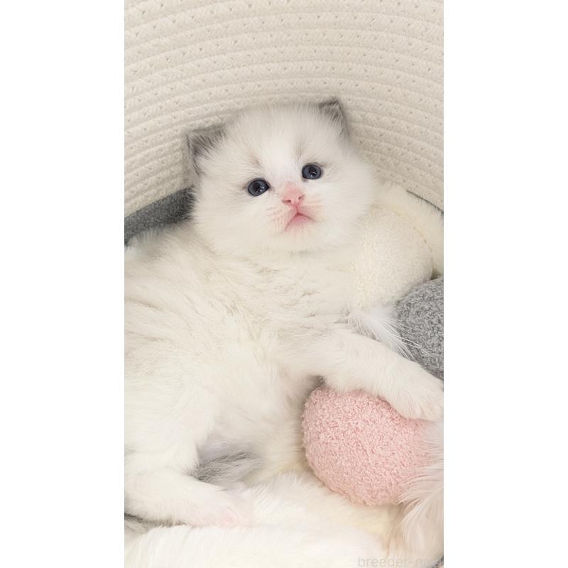 販売中の茨城県のラグドール-136280の3枚目