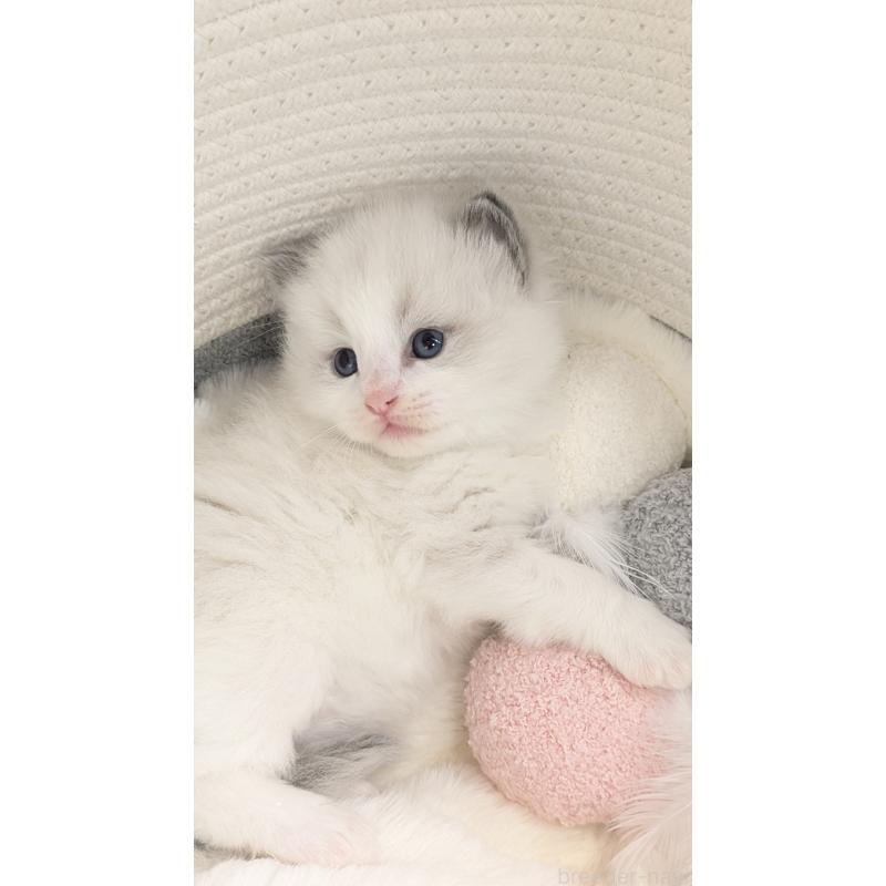 販売中の茨城県のラグドール-136280の2枚目