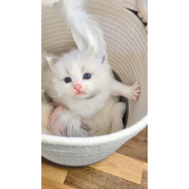 販売中の茨城県のラグドール-136281の4枚目