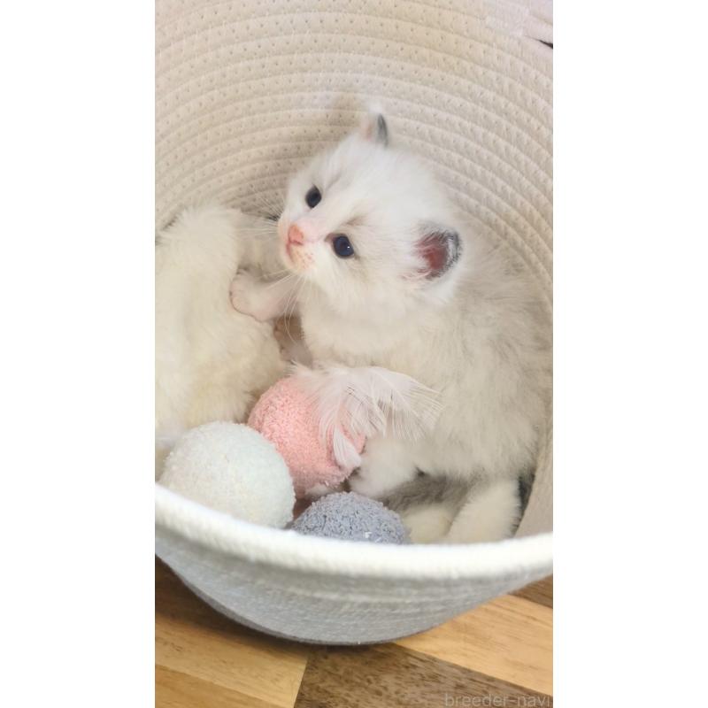 販売中の茨城県のラグドール-136281の3枚目