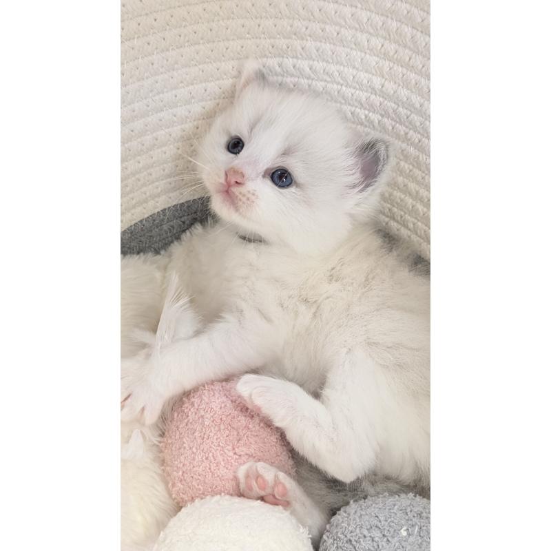 販売中の茨城県のラグドール-136281の2枚目