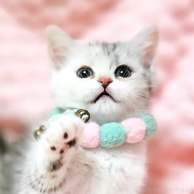 販売中の茨城県のミヌエット-136372の1枚目