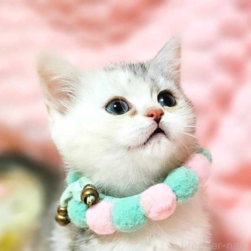 販売中の茨城県のミヌエット-136372の19枚目