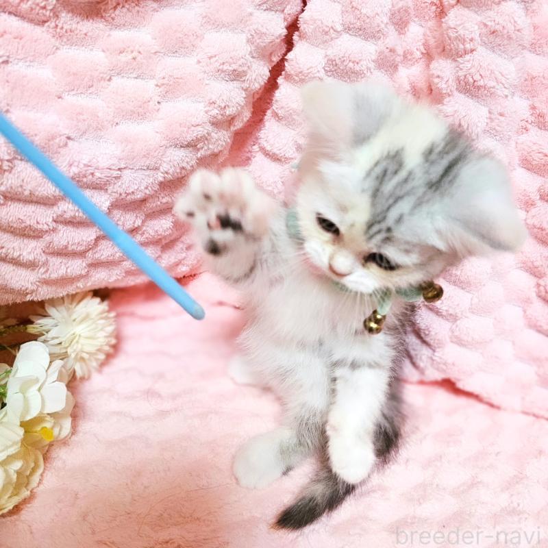 販売中の茨城県のミヌエット-136372の18枚目