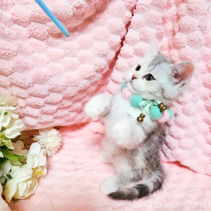 販売中の茨城県のミヌエット-136372の17枚目