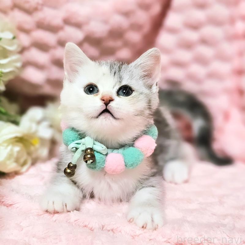 販売中の茨城県のミヌエット-136372の16枚目