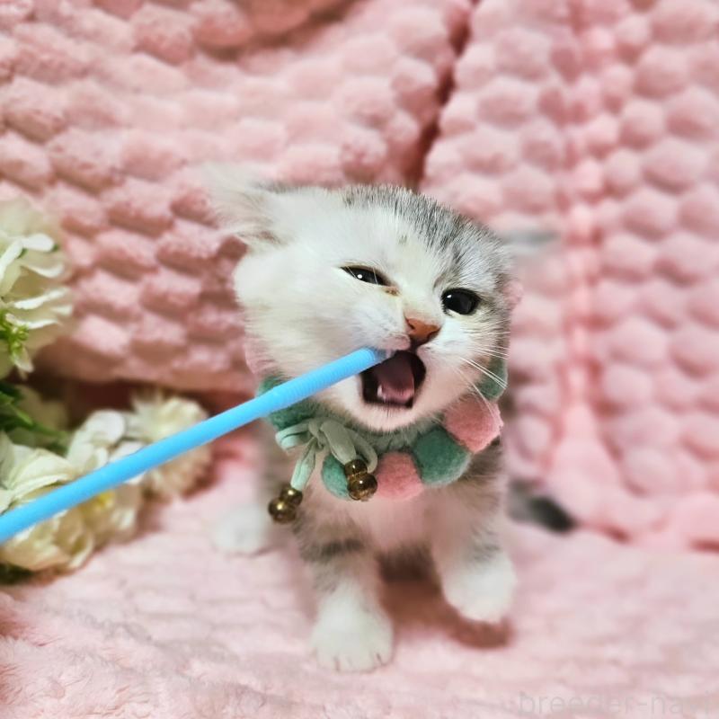 販売中の茨城県のミヌエット-136372の15枚目