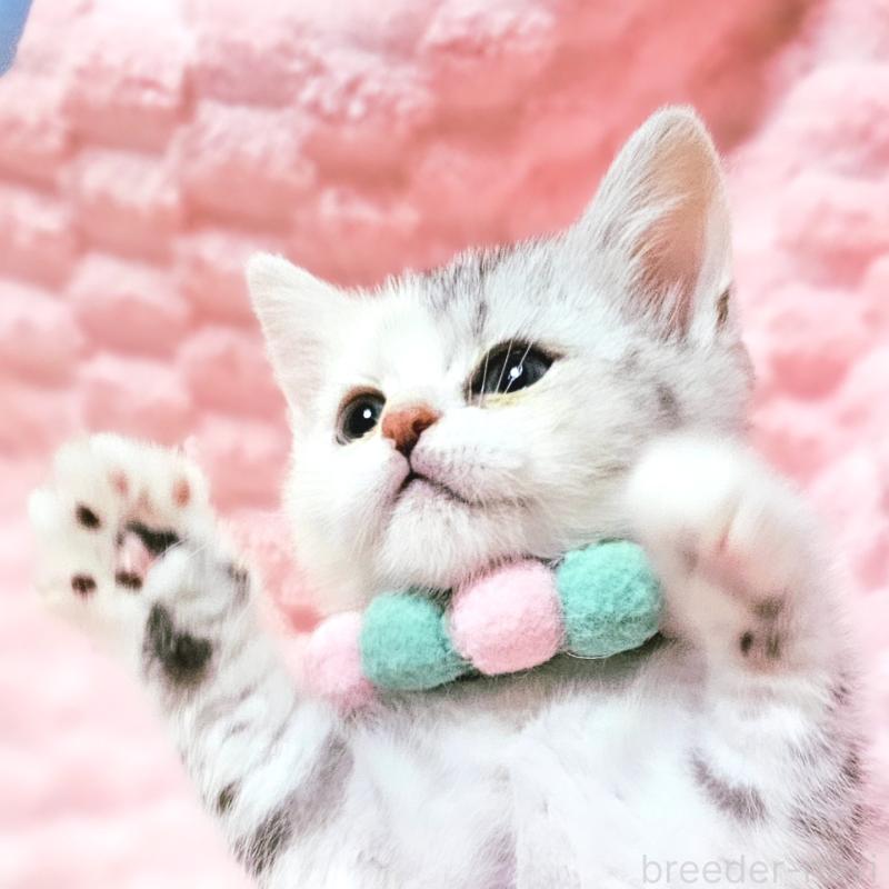 販売中の茨城県のミヌエット-136372の14枚目