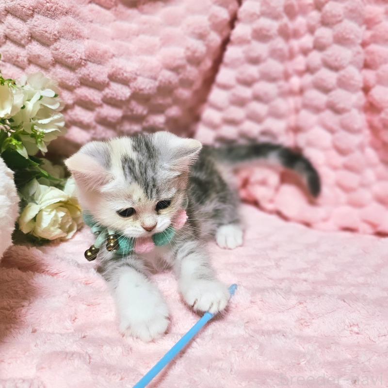 販売中の茨城県のミヌエット-136372の13枚目