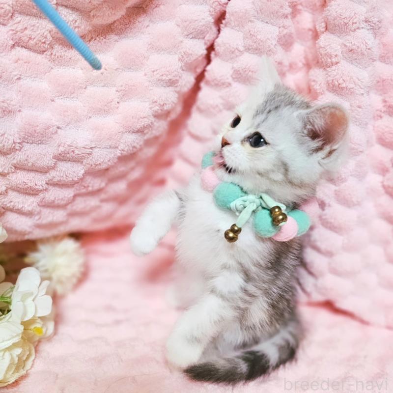 販売中の茨城県のミヌエット-136372の11枚目