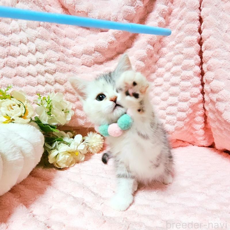 販売中の茨城県のミヌエット-136372の10枚目