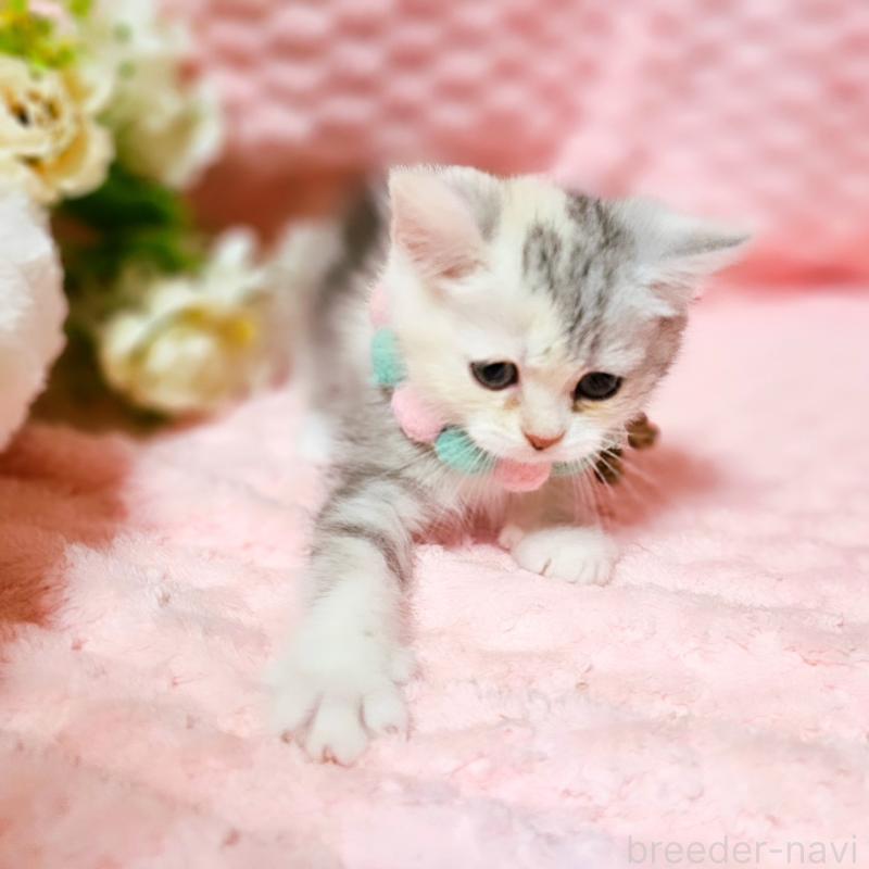 販売中の茨城県のミヌエット-136372の9枚目