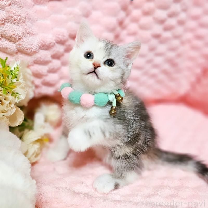 販売中の茨城県のミヌエット-136372の8枚目