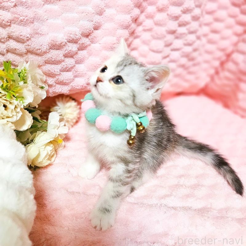 販売中の茨城県のミヌエット-136372の7枚目