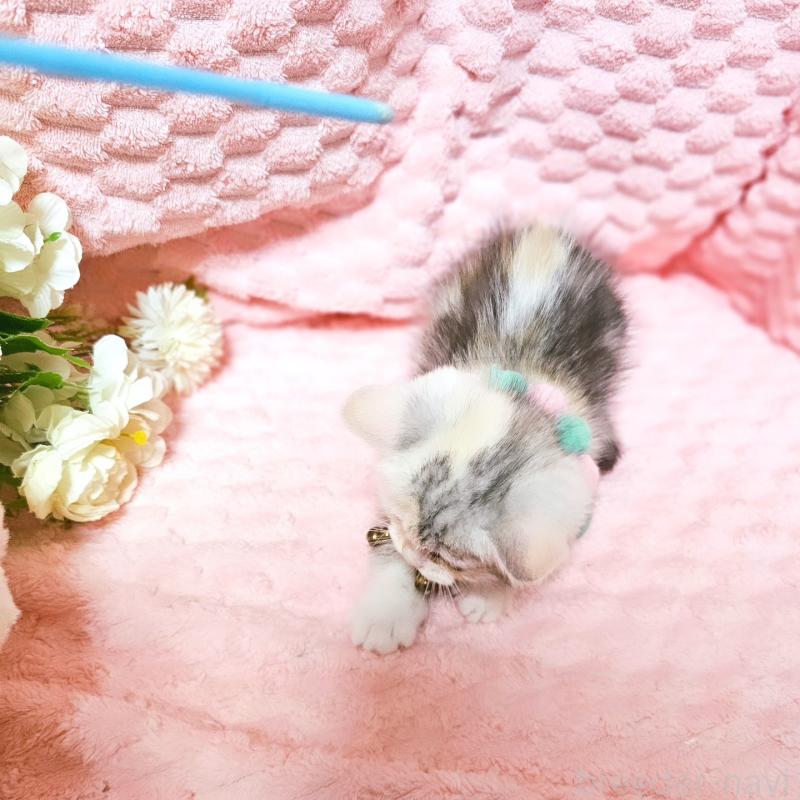 販売中の茨城県のミヌエット-136372の6枚目