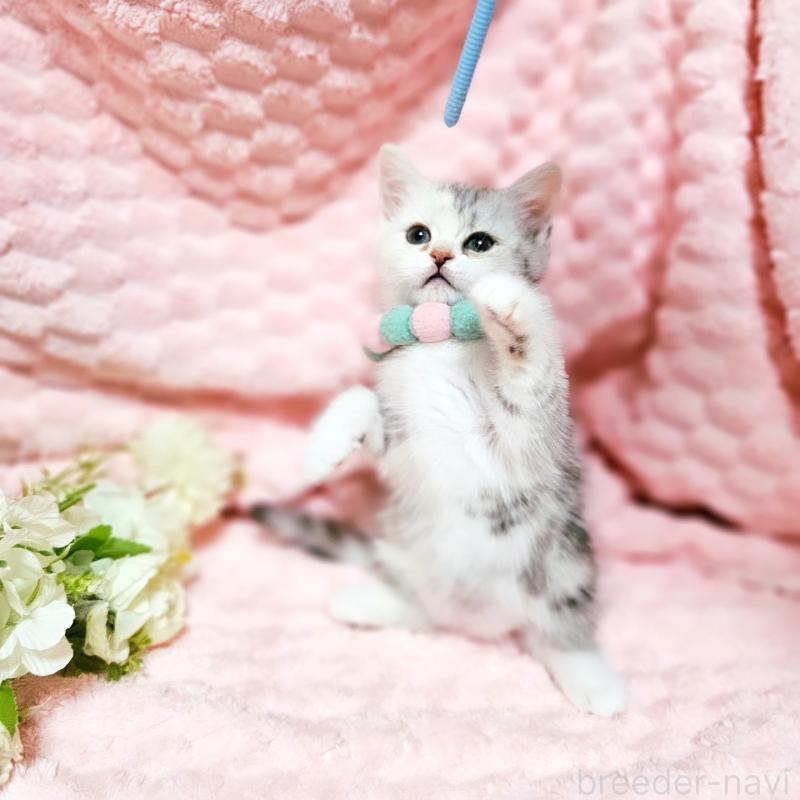 販売中の茨城県のミヌエット-136372の4枚目