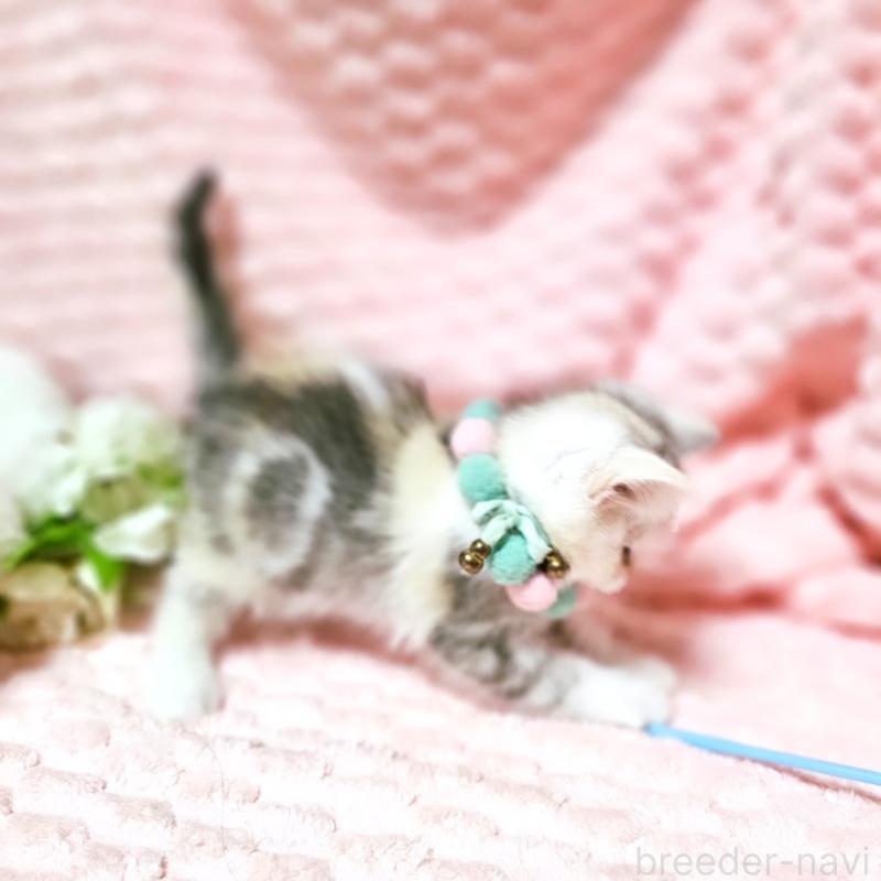 販売中の茨城県のミヌエット-136372の3枚目