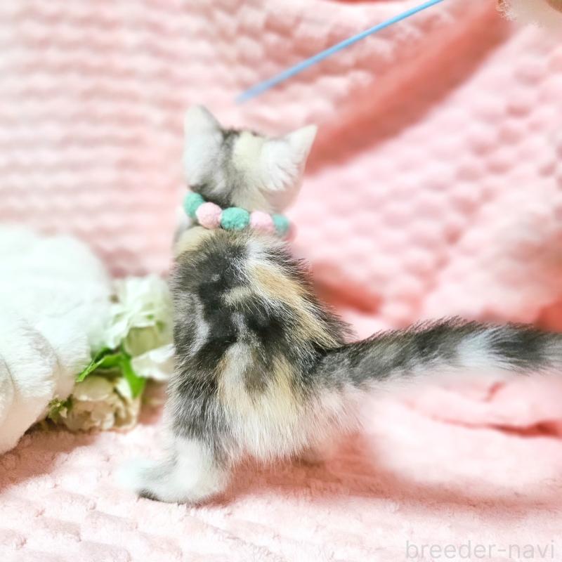 販売中の茨城県のミヌエット-136372の2枚目