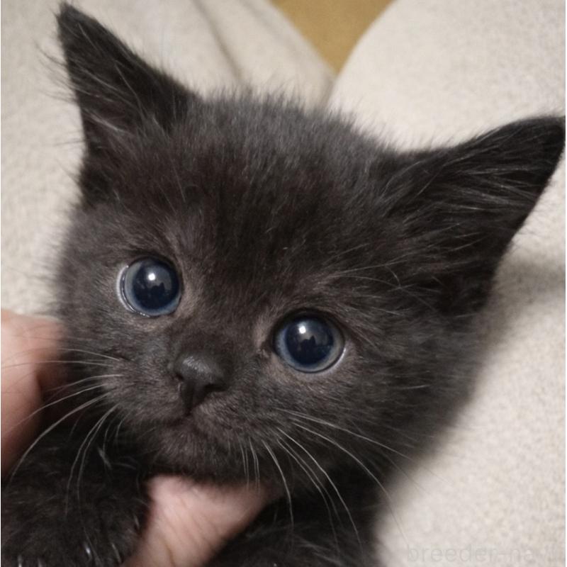 販売中の埼玉県のスコティッシュフォールド-136375の2枚目