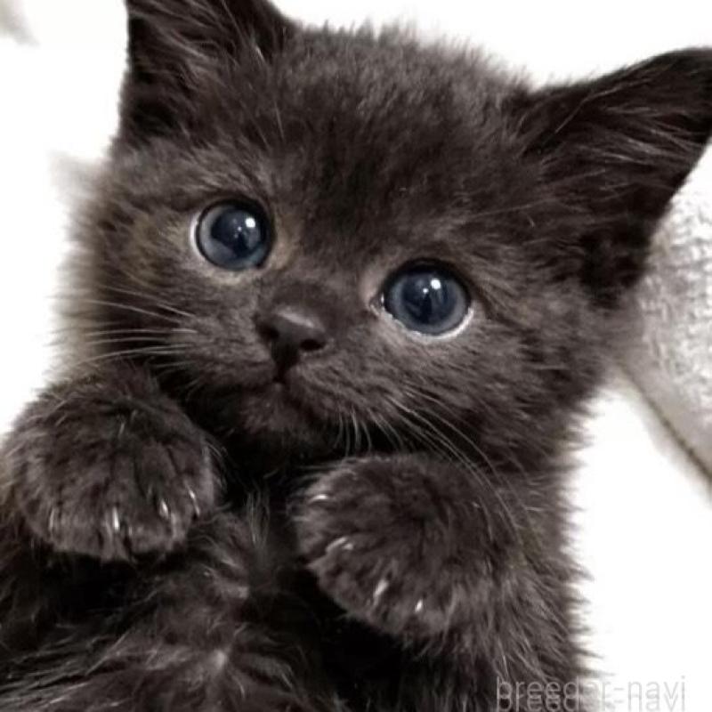 販売中の埼玉県のスコティッシュフォールド-136375の1枚目