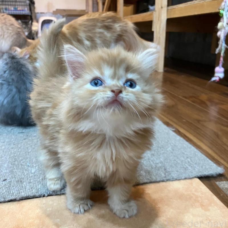 販売中の神奈川県のサイベリアン-136376の9枚目