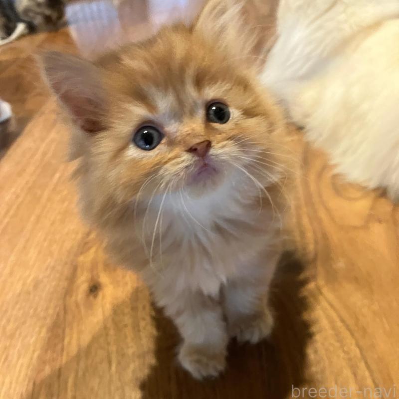 販売中の神奈川県のサイベリアン-136376の8枚目