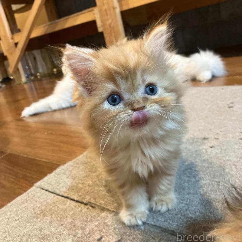 販売中の神奈川県のサイベリアン-136376の7枚目