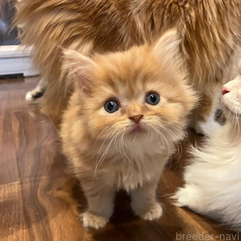 販売中の神奈川県のサイベリアン-136376