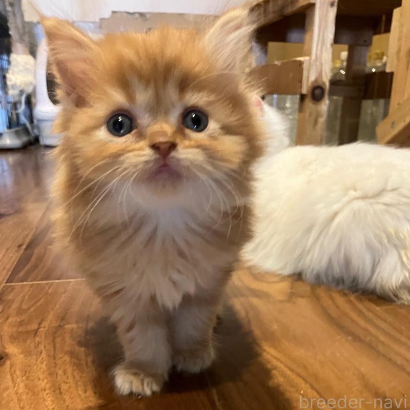 販売中の神奈川県のサイベリアン-136376の6枚目