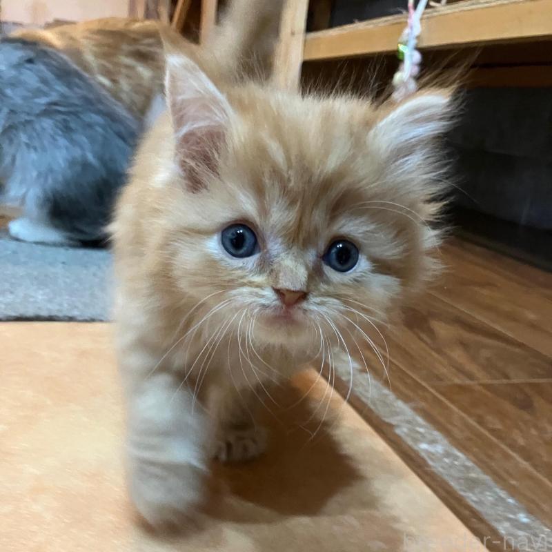 販売中の神奈川県のサイベリアン-136376の5枚目