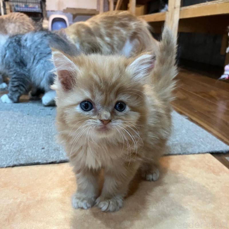 販売中の神奈川県のサイベリアン-136376の3枚目