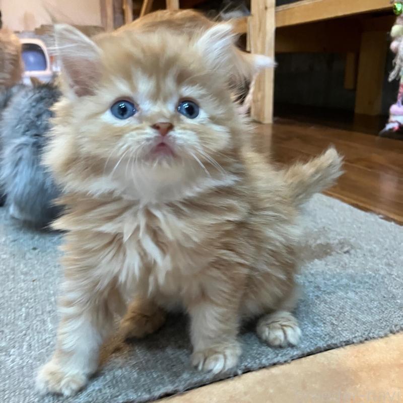 販売中の神奈川県のサイベリアン-136376の2枚目