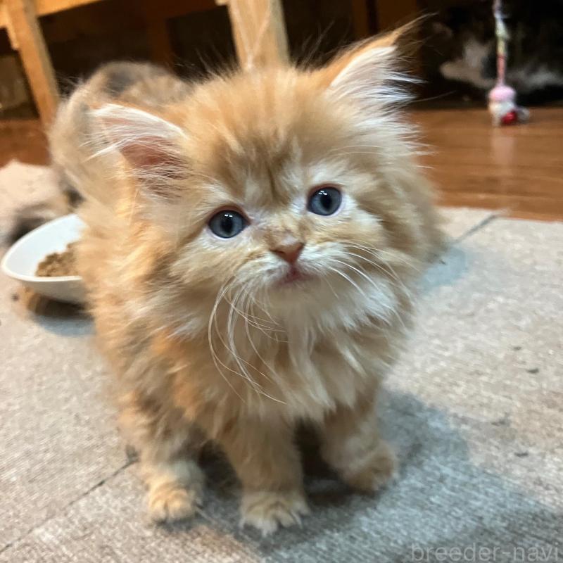 販売中の神奈川県のサイベリアン-136377の1枚目