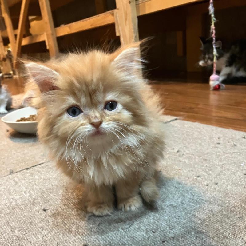 販売中の神奈川県のサイベリアン-136377の6枚目