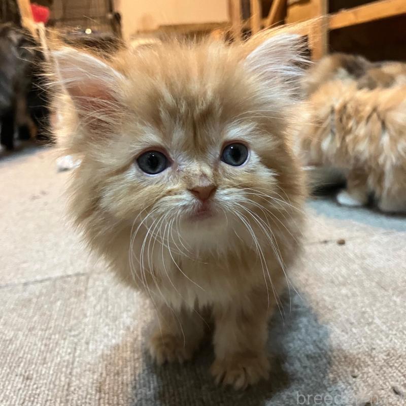 販売中の神奈川県のサイベリアン-136377の5枚目