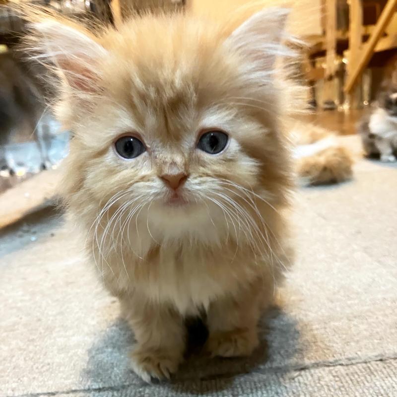 販売中の神奈川県のサイベリアン-136377の4枚目