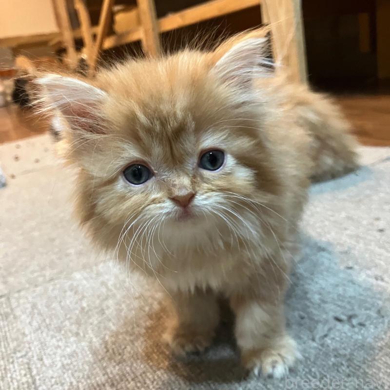 販売中の神奈川県のサイベリアン-136377の3枚目