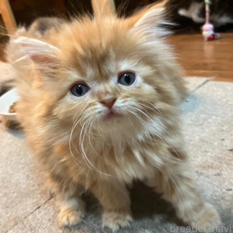 販売中の神奈川県のサイベリアン-136377の2枚目