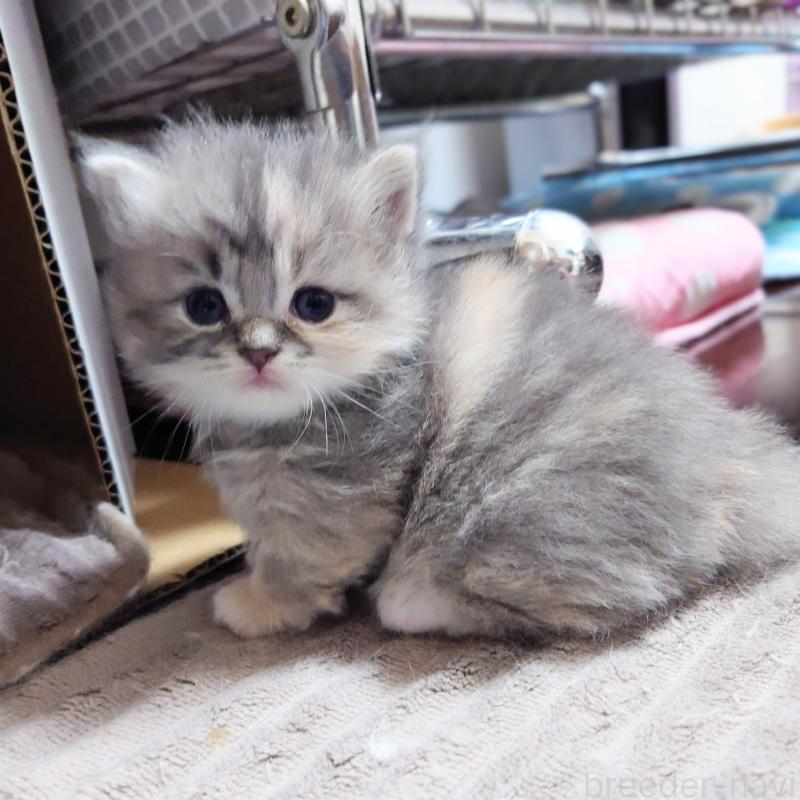 販売中の埼玉県のミヌエット(短足)-136378